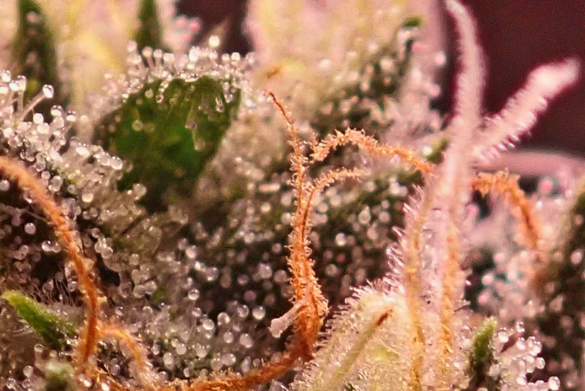 greenfusionled's tweet photo. ππDAY39Β
500 watt experimentΒ
Β #ledgrowroom #ledgrowing #legalweed #ganja #northernlights #superhaze #maryjane #indica #weedstagram #weedsmokers #growersluv #dopefam #growroom #growing #cannabiscommunity #cannabisactivist #cannabiscup https://t.co/hpfQw8atIk