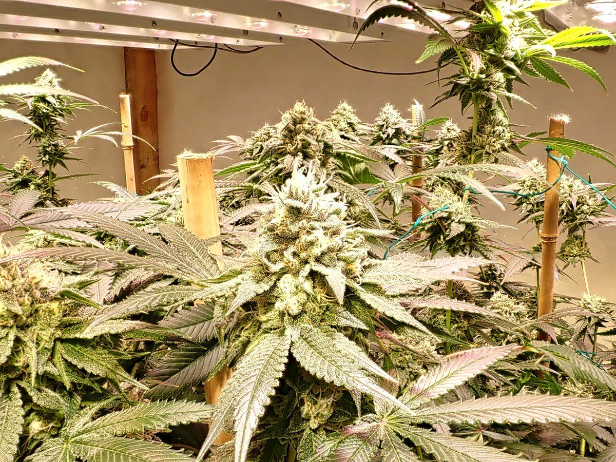 greenfusionled's tweet photo. ππDAY39Β
500 watt experimentΒ
Β #ledgrowroom #ledgrowing #legalweed #ganja #northernlights #superhaze #maryjane #indica #weedstagram #weedsmokers #growersluv #dopefam #growroom #growing #cannabiscommunity #cannabisactivist #cannabiscup https://t.co/hpfQw8atIk