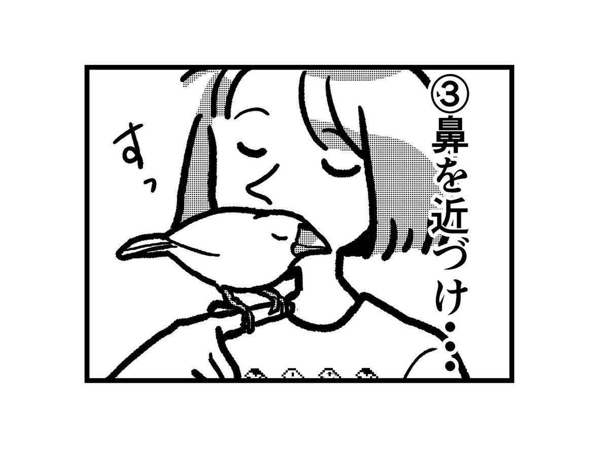 文鳥の吸い方
#文鳥 #4コマ漫画 