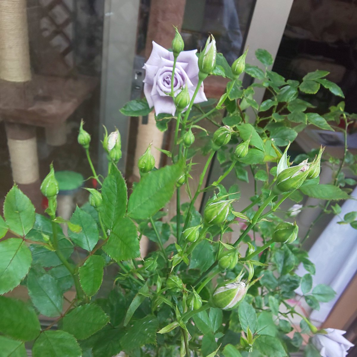 50 青龍 バラ 最高の花の画像