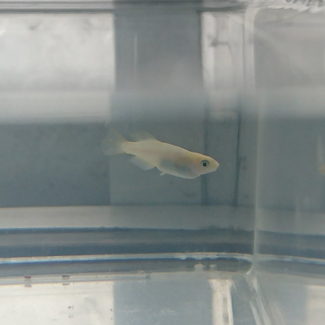 たき 療養メダカたち 白斑ラメ2匹の尾ぐされ病 ちびヒカリの 何だろう 松かさ病 白斑ラメの尾ぐされ病は少しずつ良くなってきているんだけど ちびヒカリは ふやけていると言うか 人間で言うところの むくみ たき 療養メダカたち 白斑ラメ2匹の尾ぐされ病 ちびヒカリの 何だろう 松かさ病 白斑ラメの尾ぐされ病は少しずつ良くなってきているんだけど ちびヒカリは ふやけていると言うか 人間で言うところの むくみ