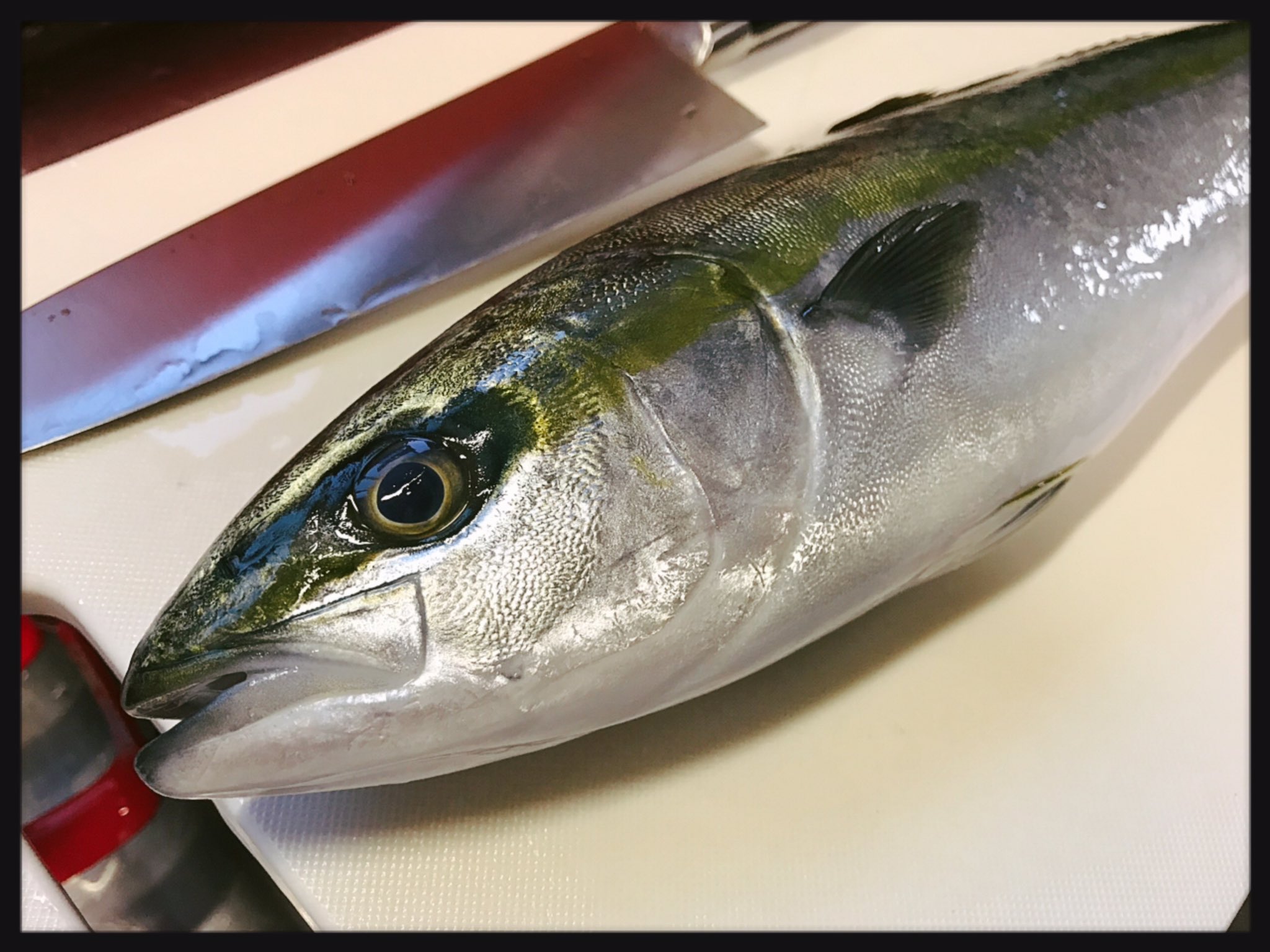 渕上舞 声優 ついに 自宅で 魚 を捌いたぞ ワカシ ブリの稚魚 T Co Il3brjt0yz Twitter