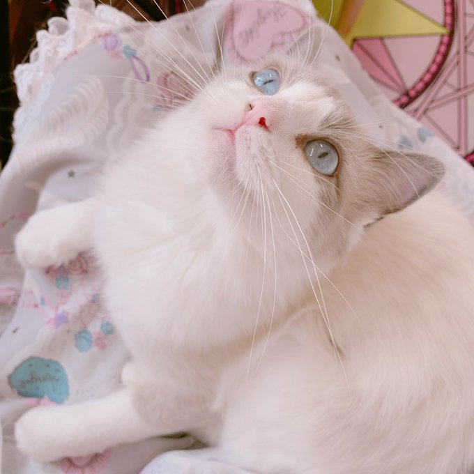 コスプレイヤー芝麻TOKAのTwitter画像65