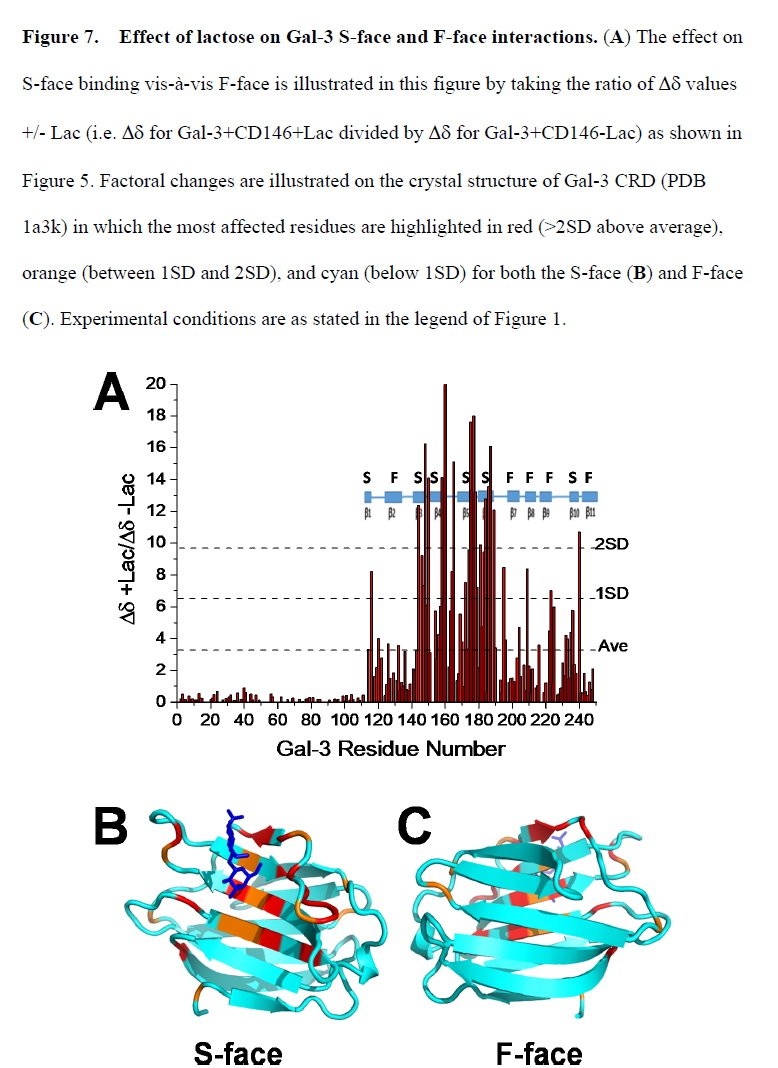 Marcin Czerwinski Nmr Based Insight Into Galectin 3 Binding To Endothelial Cell Adhesion Molecule Cd146 Evidence For Non Canonical Interactions With The Lectin S Crd B Sandwich F Face T Co Xcspoloew2 Glycotime T Co