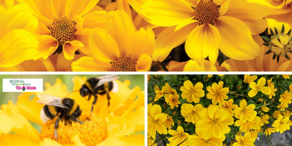 OC_Nurseries's tweet photo. #WorldBeeDay With bees declining at a rapid rate it has become widely important that we encourage the use of suitable plants and crops for bee pollination. Yellow Bidens petal edges radiate from golden yellow centers a sweet, honeylike fragrance attracting bees &amp; butterflies https://t.co/nDv2BakhIP