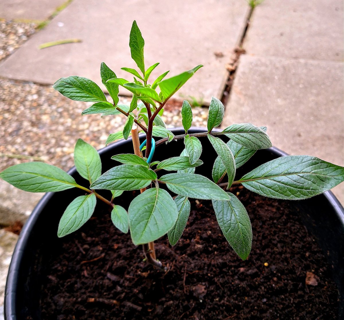 Gartengemusekiosk Hashtag On Twitter