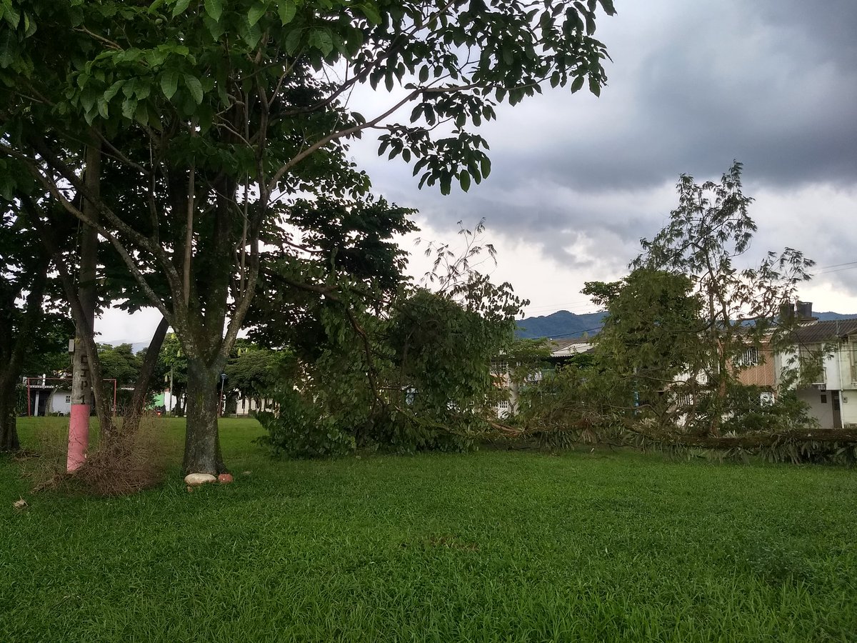 PIPERODRIGUEZ3's tweet photo. Es necesario la tala de este árbol en ciudad jardín los fuertes vendavales lo desprendieron desde su raíz.  Ya está el oficio radicado. https://t.co/UONsgo1zs7