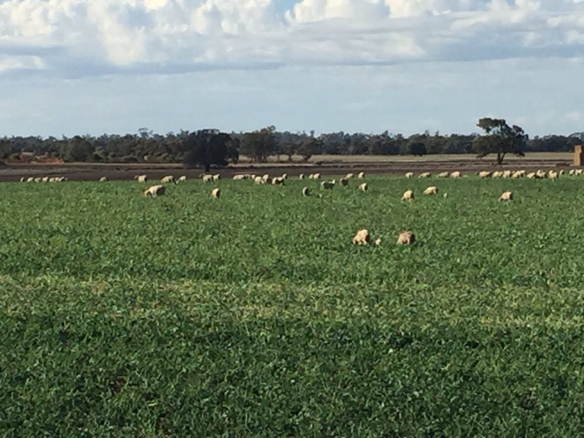 leigh_vial's tweet photo. Late-pregnancy and lambing sheep grazing #Edimax canola. 1000 head on 41 ha, with another 41 ha to come. Is there any better sight than well-nourished livestock in the premiership quarter? @DonaldWillox @AlleenaBurger @WesternMurray https://t.co/xWpDfFbUY9