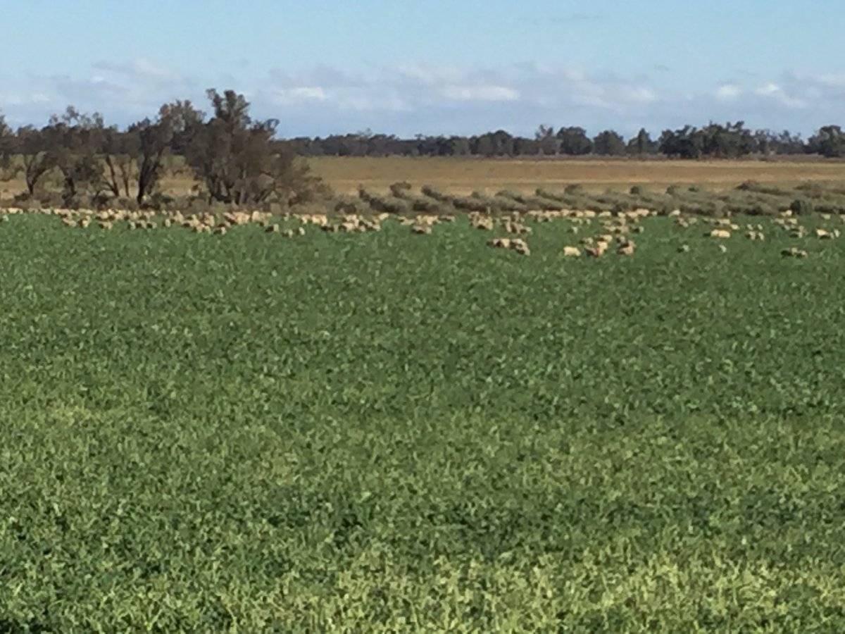 leigh_vial's tweet photo. Late-pregnancy and lambing sheep grazing #Edimax canola. 1000 head on 41 ha, with another 41 ha to come. Is there any better sight than well-nourished livestock in the premiership quarter? @DonaldWillox @AlleenaBurger @WesternMurray https://t.co/xWpDfFbUY9