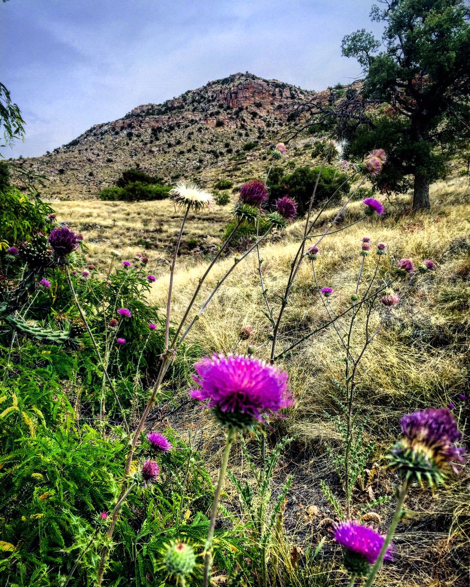 totallytucson's tweet photo. One more from the meadow on this morning’s hike in #MolinoBasin on #ArizonaTrail #MountLemmon. #Tucson #visittucson #highdesertbeauty #hiking #5000ft https://t.co/11HFBinWBC