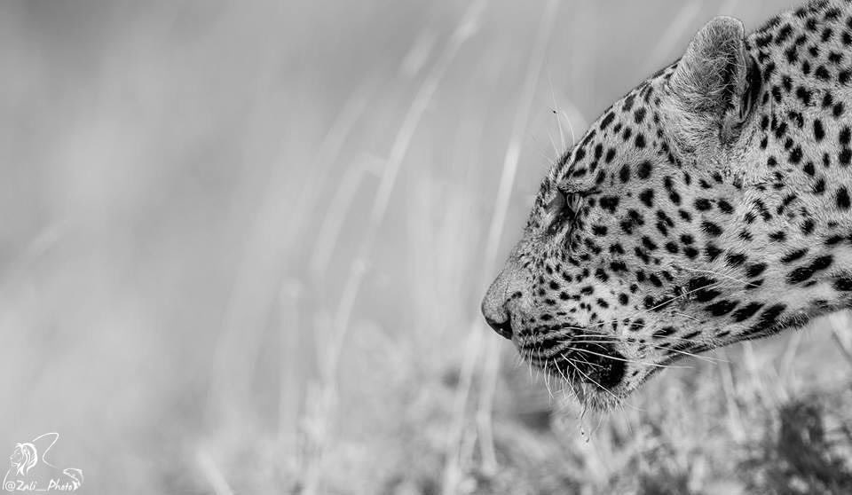 Monochrome Monday...
#sabisands #djuma #wildearth #safarilive #leopard #lion #bigcat #photographicsafari #big5 #photography #safari #africa #natgeoyourshot #natgeowild #wildlifeofSA #monochromemonday #wildlifephotography #capturethemoment #southafricathroughmyeyes #legendsafaris