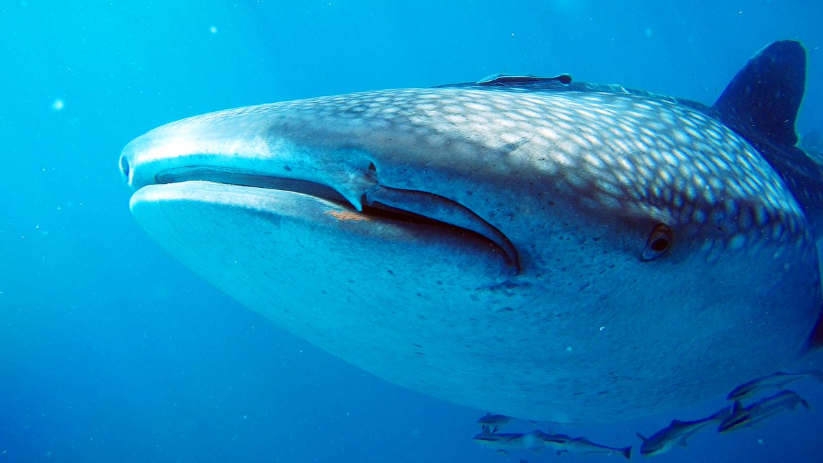 DreamcatBohol's tweet photo. Swim &amp; Snorkel with Whale Sharks in Oslob. Oslob and Sumilon Boat Tours with Dreamcat. https://t.co/EPp5AdcpfJ
