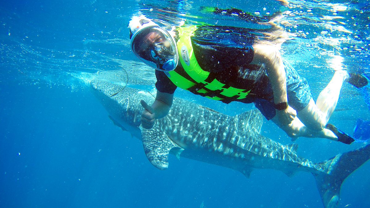 DreamcatBohol's tweet photo. Swim &amp; Snorkel with Whale Sharks in Oslob. Oslob and Sumilon Boat Tours with Dreamcat. https://t.co/EPp5AdcpfJ