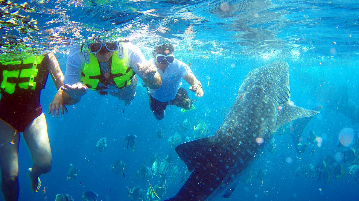 DreamcatBohol's tweet photo. Swim &amp; Snorkel with Whale Sharks in Oslob. Oslob and Sumilon Boat Tours with Dreamcat. https://t.co/EPp5AdcpfJ