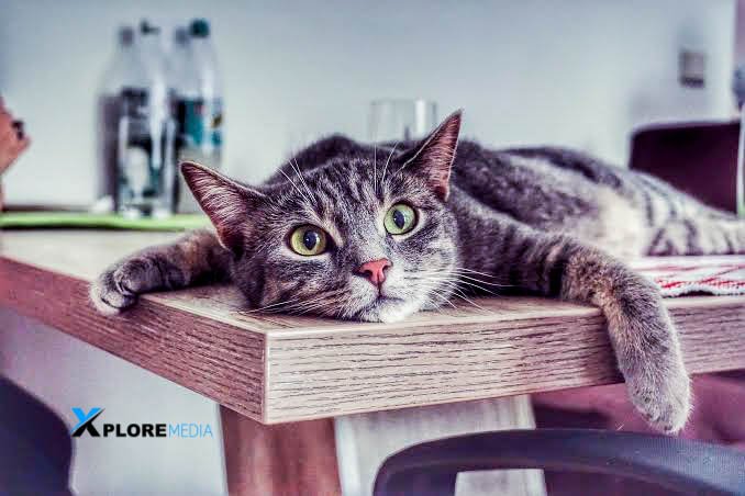 KhpMediaKE's tweet photo. Mondays be like...#MondayMotivation
#Huawei #ExploreMedia https://t.co/LXt1wRpgXz