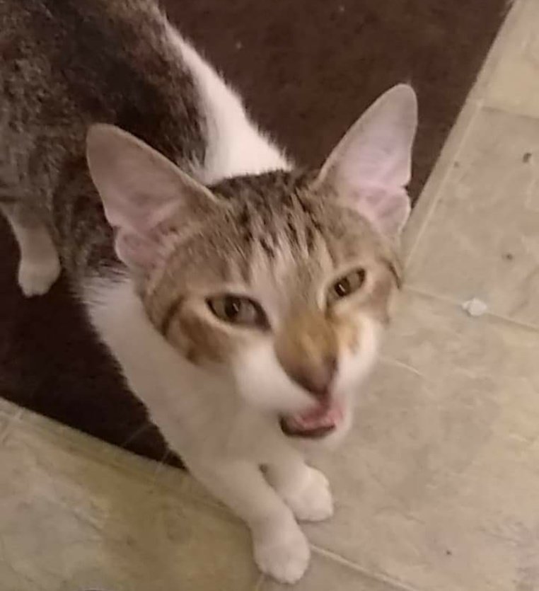 ItsSpitemite's tweet photo. Im like 2 days late but uhh #TweetAGrumpyFaceForGrumpy this is my cat Peter (after peter parker and peter quill) https://t.co/pD6edBA1yo