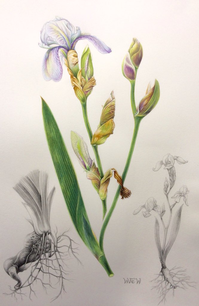 Iris x germanica ‘Florentina’
Watercolour & pencil
#flowers #chelseaphysicgarden #royalcollegeofphysicians