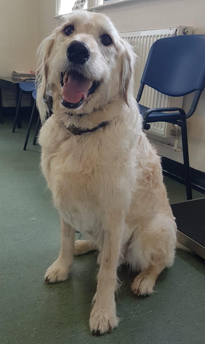 We recently saw Alfie at our Ipswich branch for his health check. He sat so well for his photo!