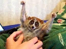 画像多数 人類の理解が及ばない動物たちの 威嚇行動 がこちらです かわいい 尊い お持ち帰りしたい Togetter 画像多数 人類の理解が及ばない動物たちの 威嚇行動 がこちらです かわいい 尊い お持ち帰りしたい Togetter