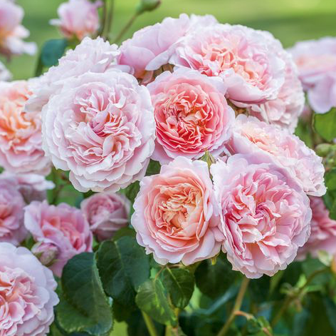 eicopaintsCo's tweet photo. When it comes to incredible colour, nature does it in abundance. Here at eicó paints, we strive to do the same, as well as being kind to the environment and the chemically-sensitive. @The_RHS  #ChelseaFlowerShow #FREE #ColourCard 🎋🌾🌸🌼💐 https://t.co/CKGwy6e994
