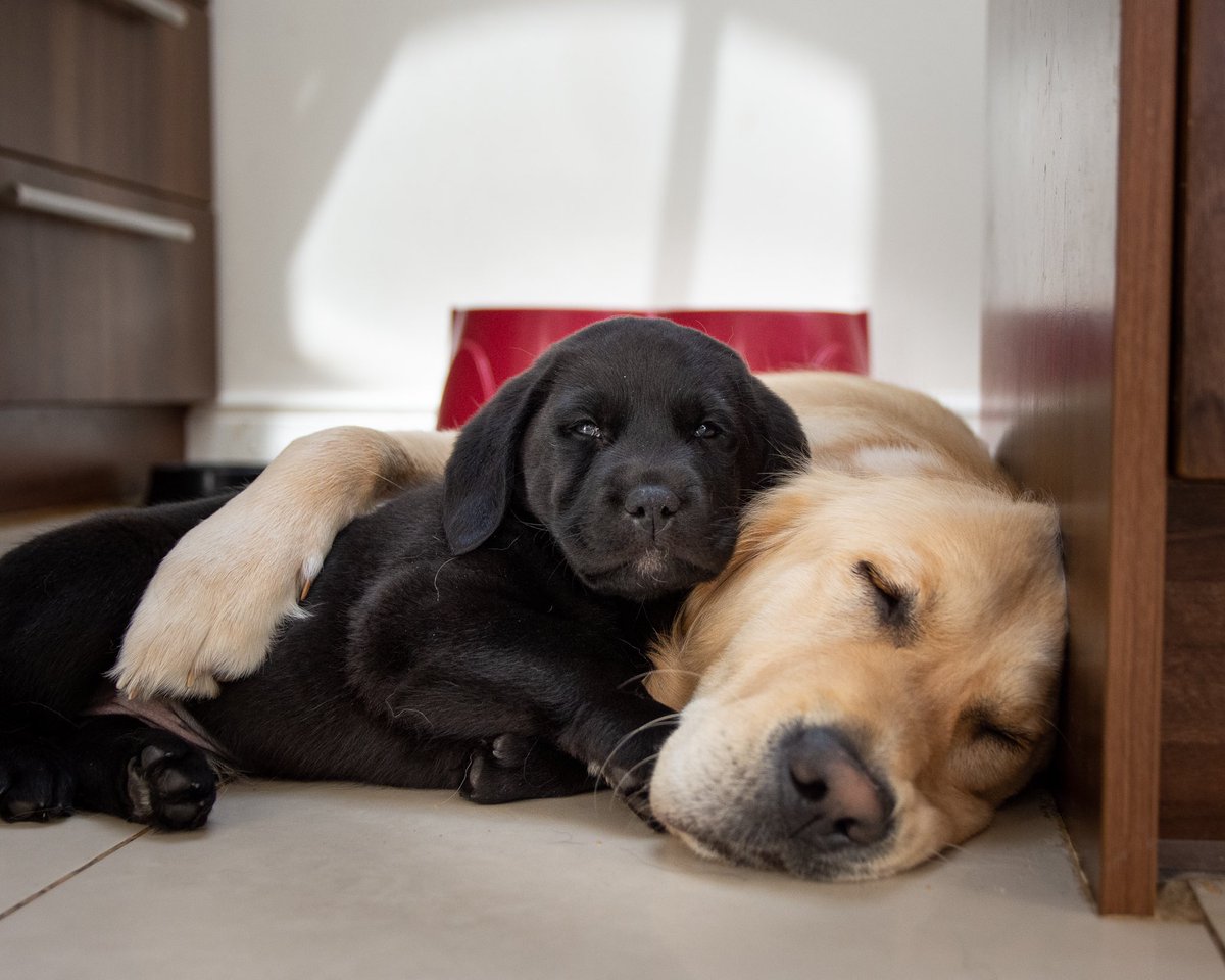 raised2guide's tweet photo. “Spend life with those that make you happy not those you have to impress”  #MondayMood #MondayThoughts #GuideDogPuppy #Guidedogs https://t.co/VhZtLLHwrD