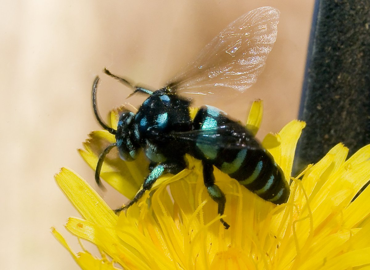 EcologyToby's tweet photo. @ausgeo We have some blue beauties here in Australia too :) Here are some native blue banded bees and a neon cuckoo bee #WorldBeeDay https://t.co/kjxRGOY9CC