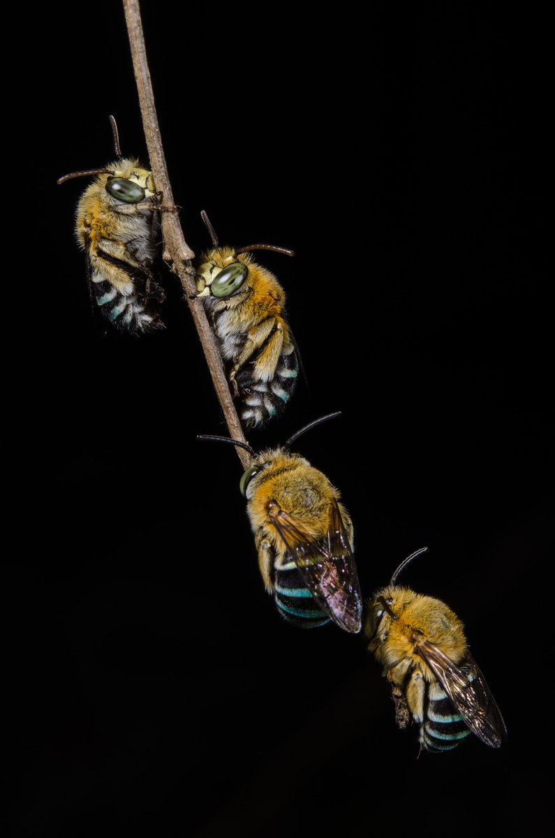 EcologyToby's tweet photo. @ausgeo We have some blue beauties here in Australia too :) Here are some native blue banded bees and a neon cuckoo bee #WorldBeeDay https://t.co/kjxRGOY9CC