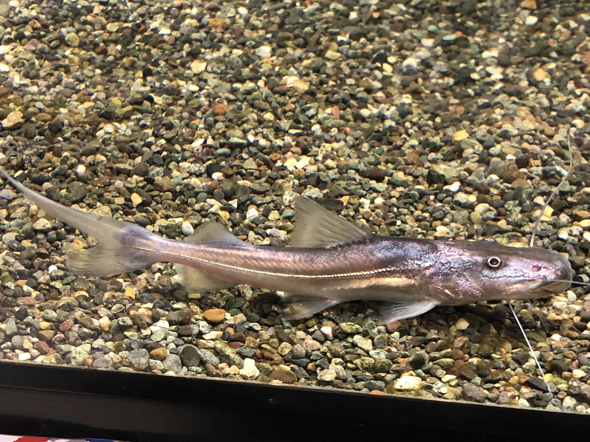 リミックスみなと熱帯魚 ブロードバンドオスカー 5cm位 7匹入荷 残り4匹です ドラドキャット 12cm位 も綺麗なの1匹のみ在庫してます 熱帯魚 オスカー ワイルド なまず アクアリウム リミックス ギラギラ
