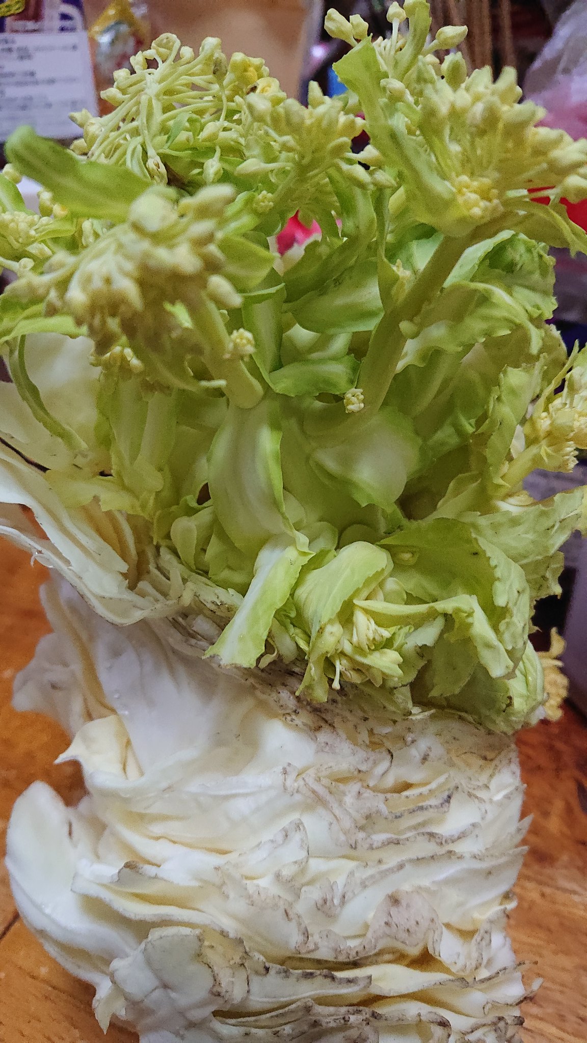 ヒデ キャー 冷蔵庫にほたってたキャベツから花が咲きました こんなのあり 本当にキャベツの花 食べられる 植えたら キャベツがなる どんどん疑問が増えてます しかしこんなこと初めてです 本当にビックリしました キャベツの