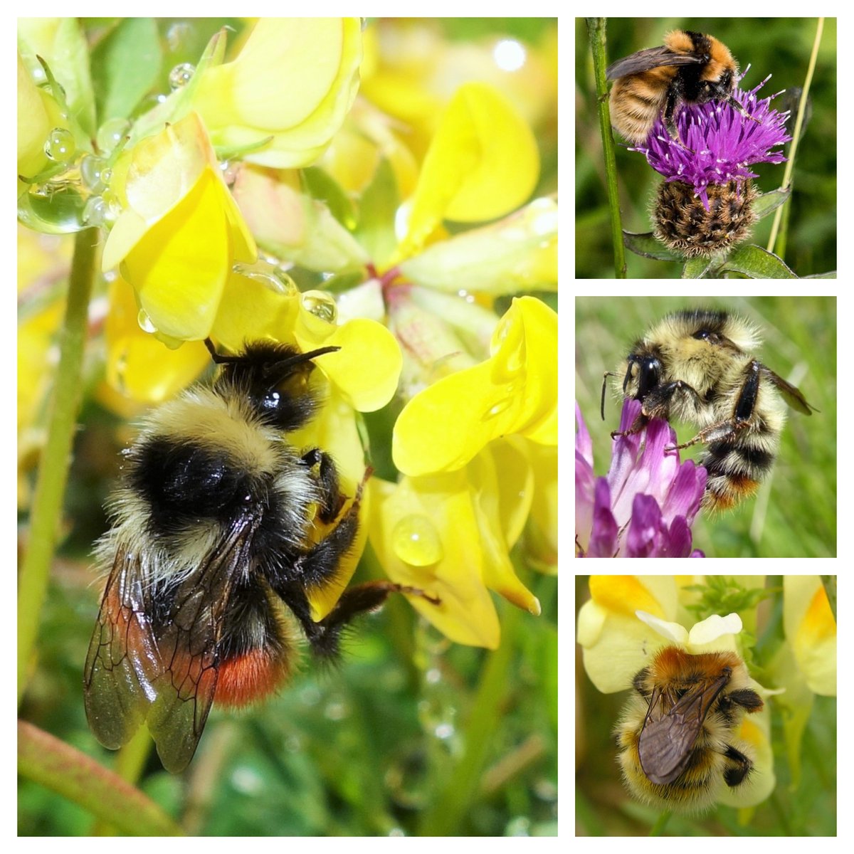 It's #worldbeeday today! What are you doing today for the #bumblebees? We're sharing images of four of the UK's rarest bumblebees. Share your pictures or stories with us too! #worldbeeday #bilberrybumblebee #greatyellowbumblebee #shrillcarderbee #brownbandedcarderbee
