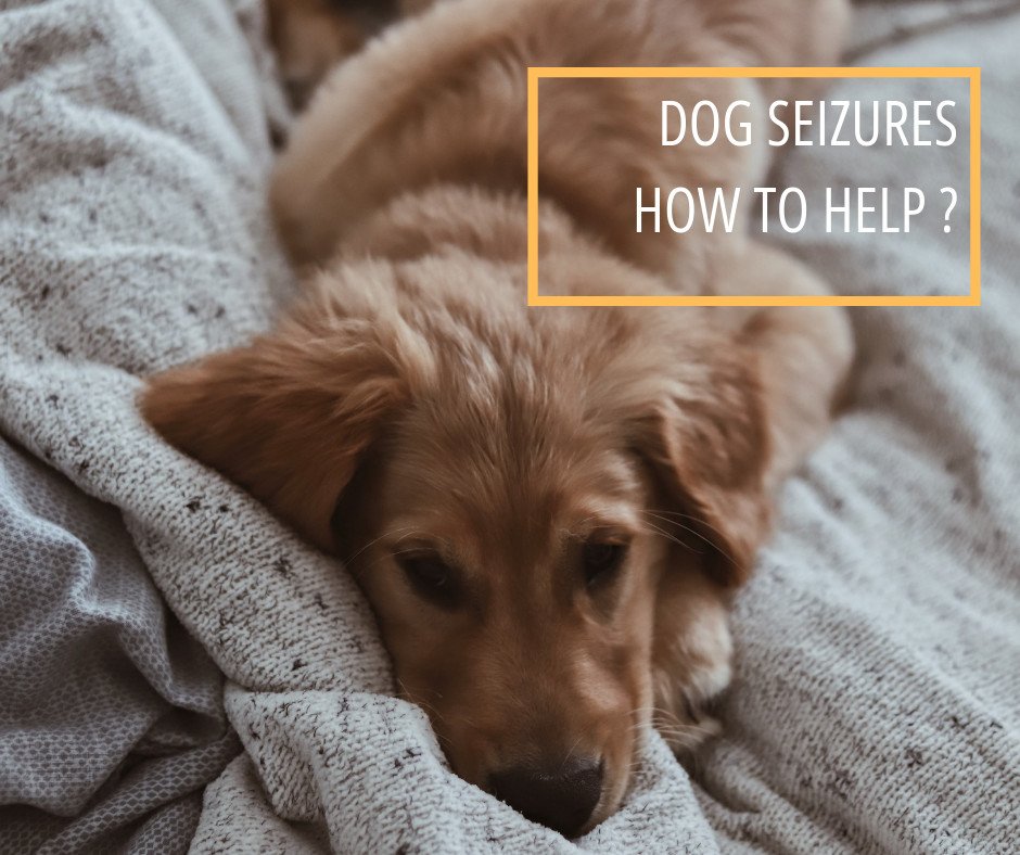 Dog seizures are relatively common and can be horrifying. They are always a cause for serious concern. Remember that If you catch the problem in time it may be manageable. Read all about by visiting our Blog 👉 bit.ly/2EjKE4C