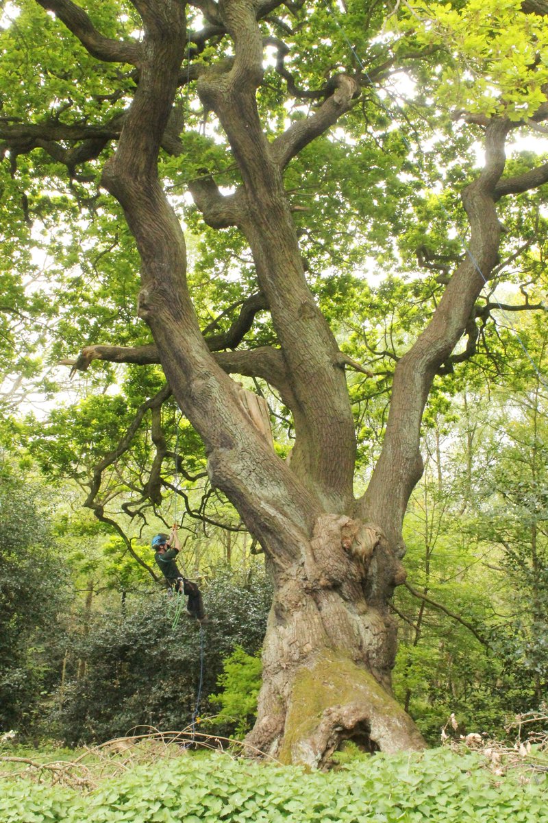 tree_myco_man's tweet photo. Hampstead Heath Veteran Tree Trail                        
As part of #UrbanTreeFestival we had a Veteran Tree Walk for 30 members of the public. #AncientTreeForum initiative showcasing how we manage the veteran trees.
https://t.co/W0jwQNqUFL https://t.co/6AKRQSIDTE