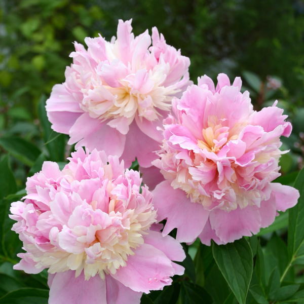けい Twitter પર アリシアの国のソルベット王国のソルベットってなんだろうと思って調べてみた ソルベット イタリア語でシャーベットのこと 花の芍薬 シャクヤク の品種のひとつ 芍薬の花言葉 恥じらい はにかみ 必ず来る幸せ ピンクの芍薬の花言葉