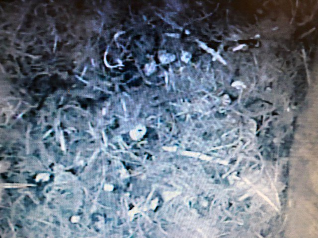WSCCLibraries's tweet photo. Here at #HenfieldLibrary we are suffering from #EmptyNestSyndrome! The fledglings have now flown the nest so it's goodbye and good luck little ones! *Sob! #HenfieldNestcam @RSPB_SouthEast @SussexWildlife https://t.co/h8q4VNAslN