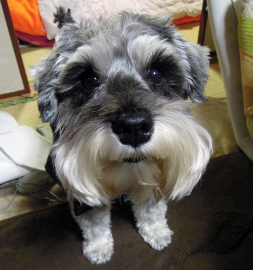 実家の犬ミルク。ずっと元気でいて欲しい。 #愛犬の日 