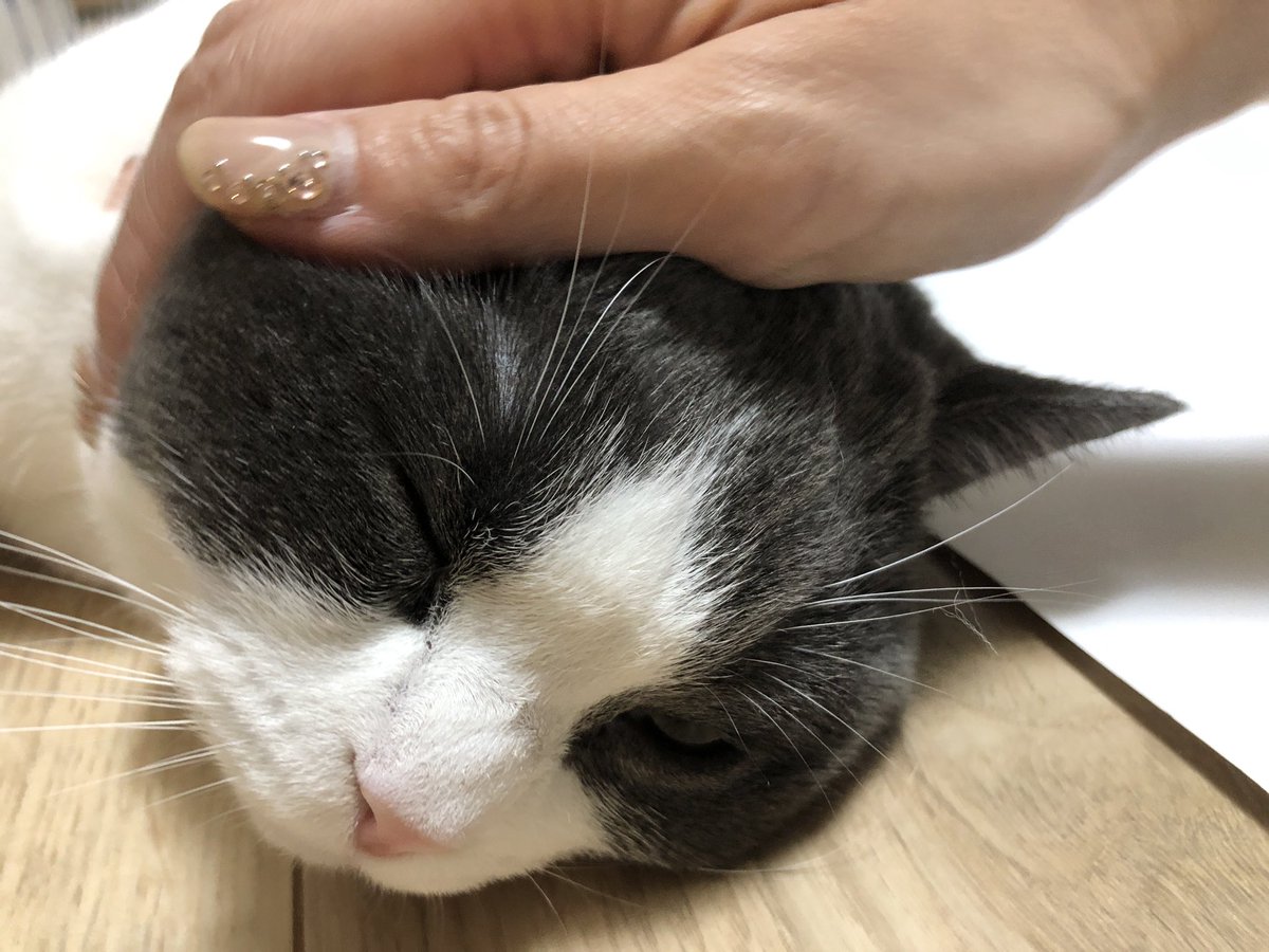 ボール遊びで走り回ったので疲れてゴロゴロしているねこ 