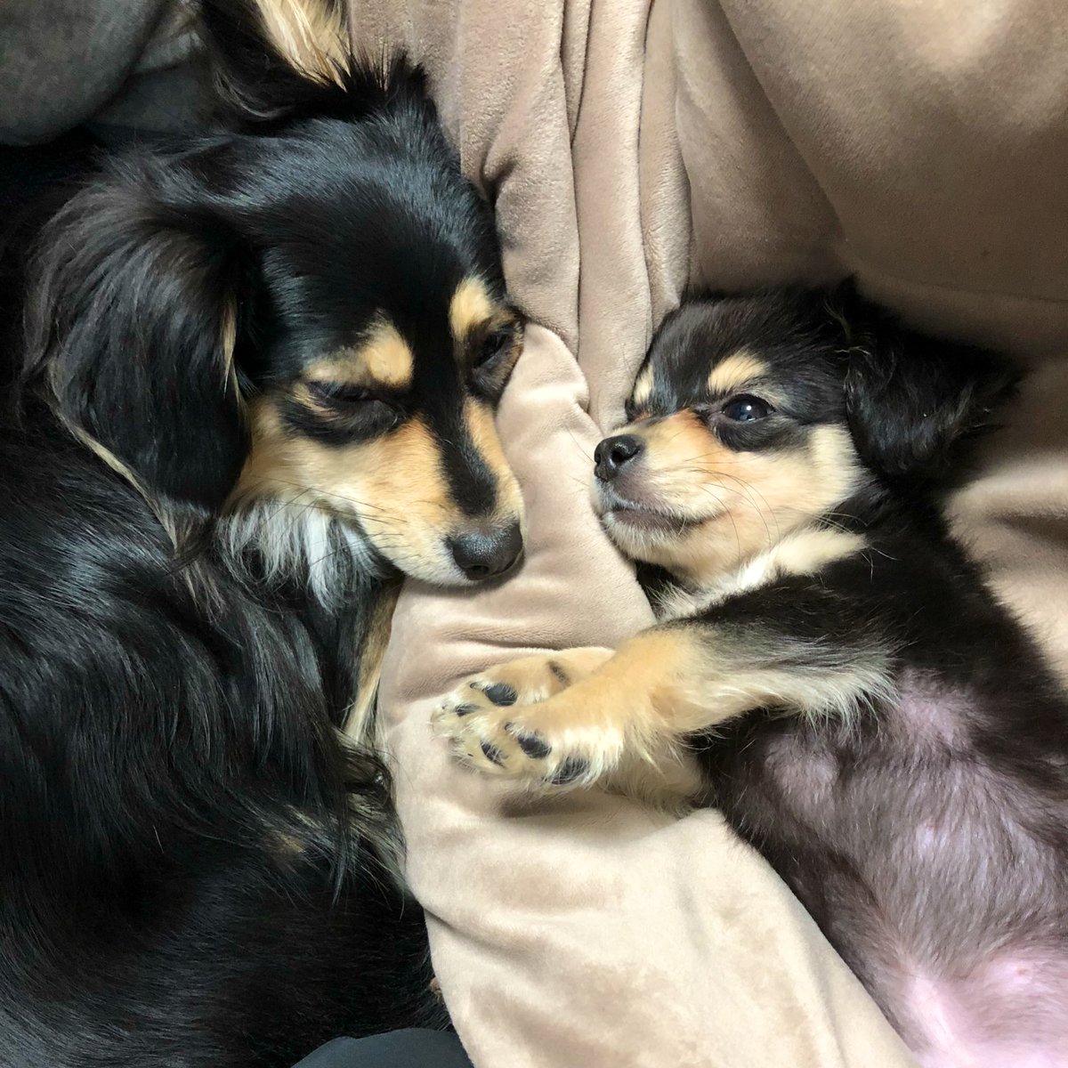 ずっと仲良しなまろころ
いつも沢山の癒しをありがとうね♪
#愛犬の日