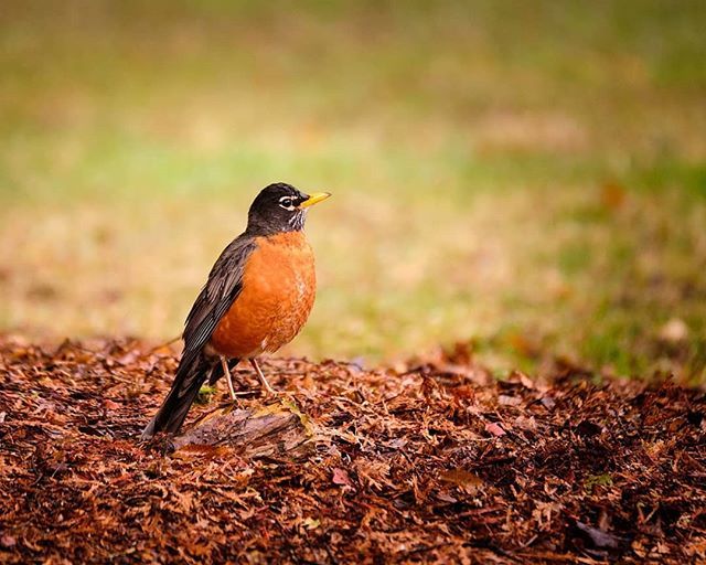 HumanotExplorer's tweet photo. American Robin #fujifilm_xseries #fujifeed #fujixt2 #cangeo #wildlife #robin #americanrobin #birds #birdsofinstagram #fujinon100400 #naturephotography #wildlifephotography  #fujifilm #ontariowildlife @fujifilm_northamerica https://t.co/Plp51amyWQ https://t.co/fb5KPOAFPv