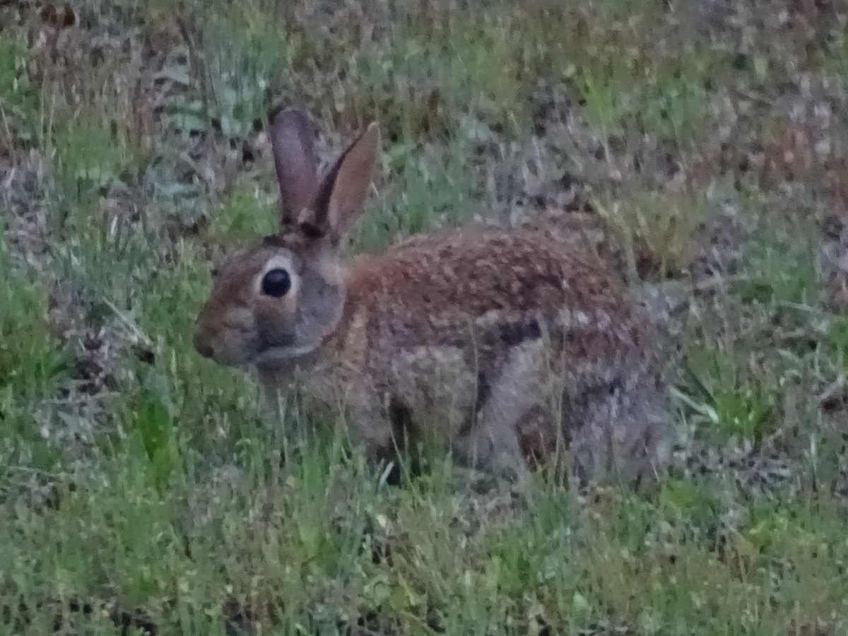 *** speaks quietly but urgently into mic ****
'#REDALERT #REDALERT 
There's a #Bunny in the yard....
I repeat - there's a #Bunny in the yard.' 
🐰
#EasternCottontail (S. floridanus) #Rabbit #BackyardWildlife