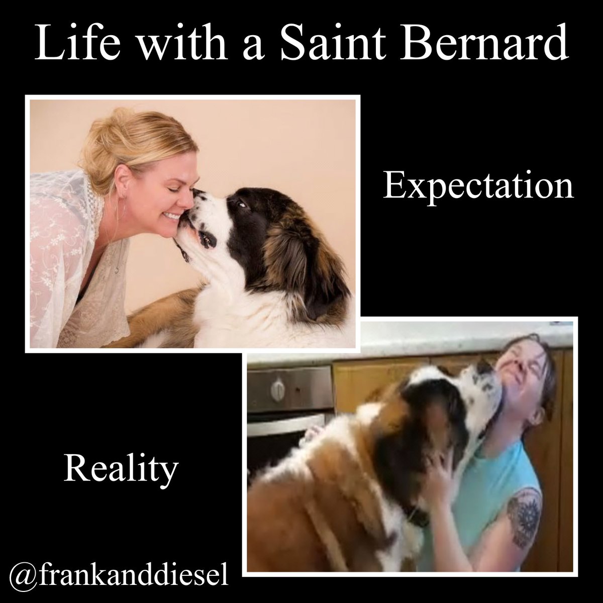 AdventuresFrank's tweet photo. Cuddles with Diesel definitely get messy lol 😂 #saintbernard #stbernard #saintbernards #dogsoftwitter #expectationvsreality #dogmemes #funnydogmemes https://t.co/qYzbw4WFWA