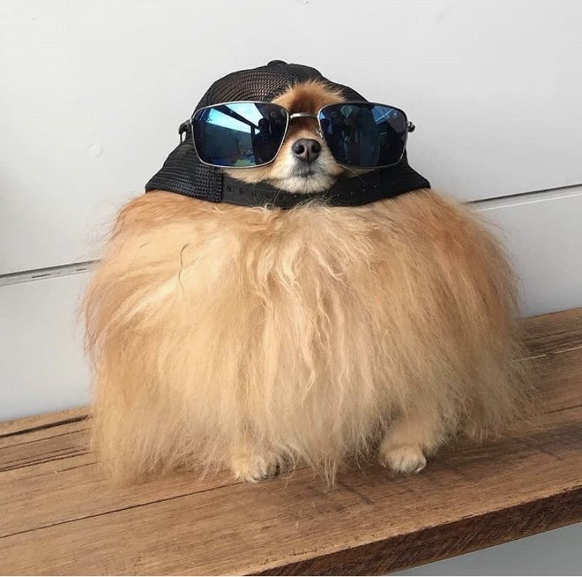 Custom Pet Gifts tweet media