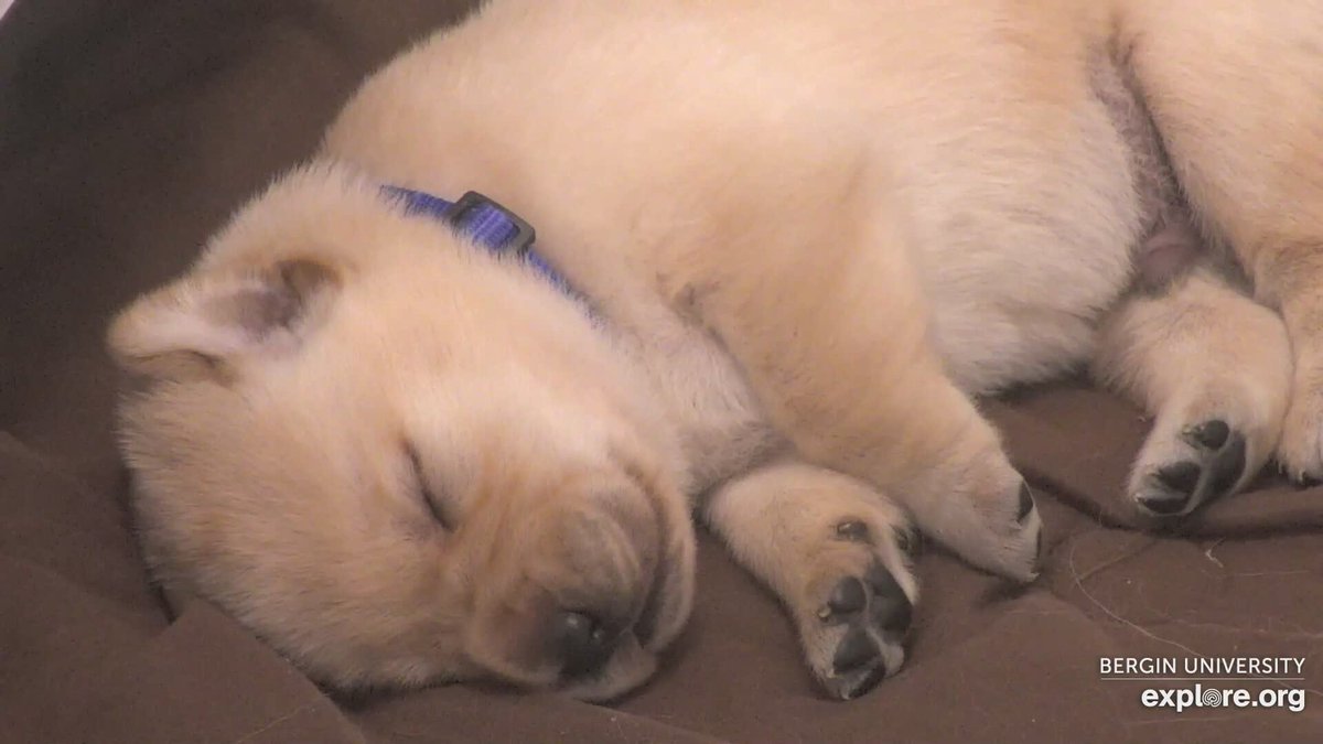 exploreorg's tweet photo. Stressed out? Come watch some puppies snooze...we promise you'll feel instantly better!
Watch at https://t.co/Q8bN3astox! https://t.co/OD6g95YzXp