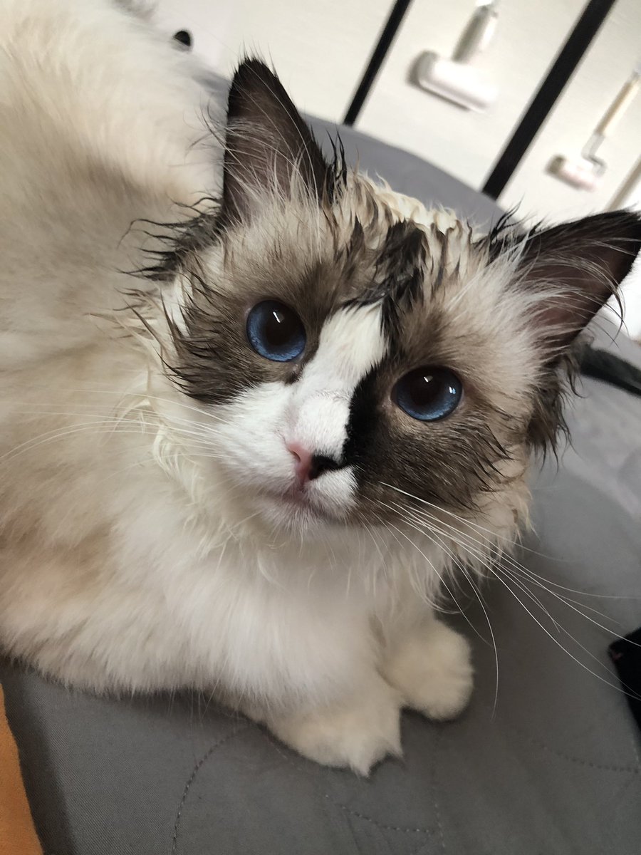 세수 시켰더니 세상 몬나니