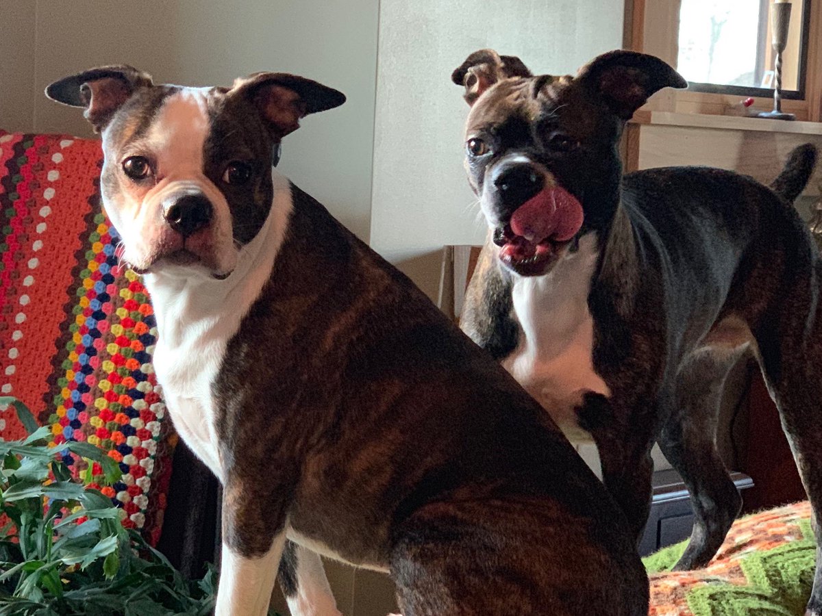 Say Happy 4th Birthday to Luffy and Lucie!! They spent the day squirrel watching 😁 #Boston terrier