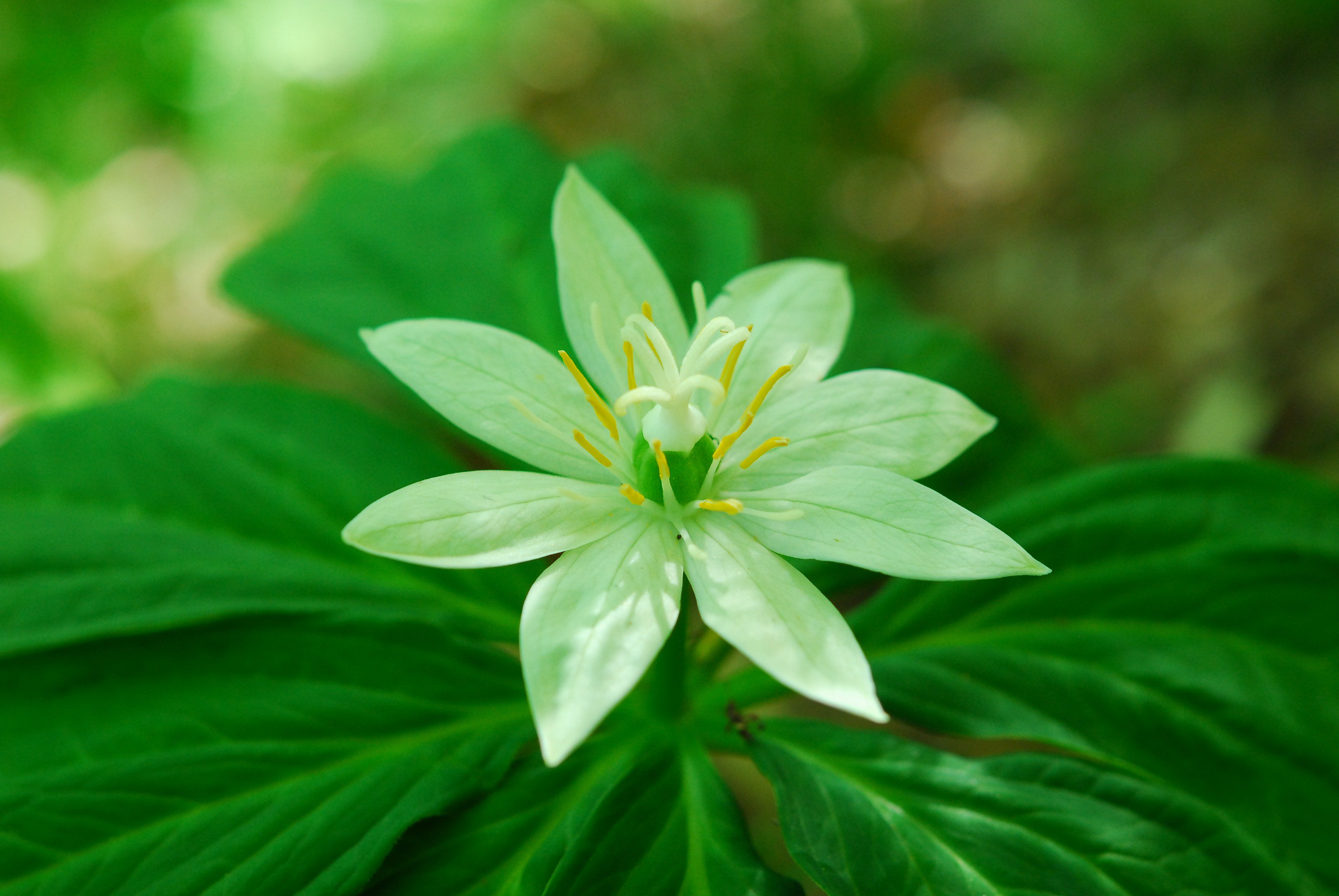 六甲高山植物園 キヌガサソウ の花が咲いています 一属一種 日本にしかない日本固有種 亜高山帯から高山帯の湿った草地や林床に生える多年草です 圧倒的な美しさだなぁ 1株だけ咲いています お目当ての方はお早めにどうぞ T Co