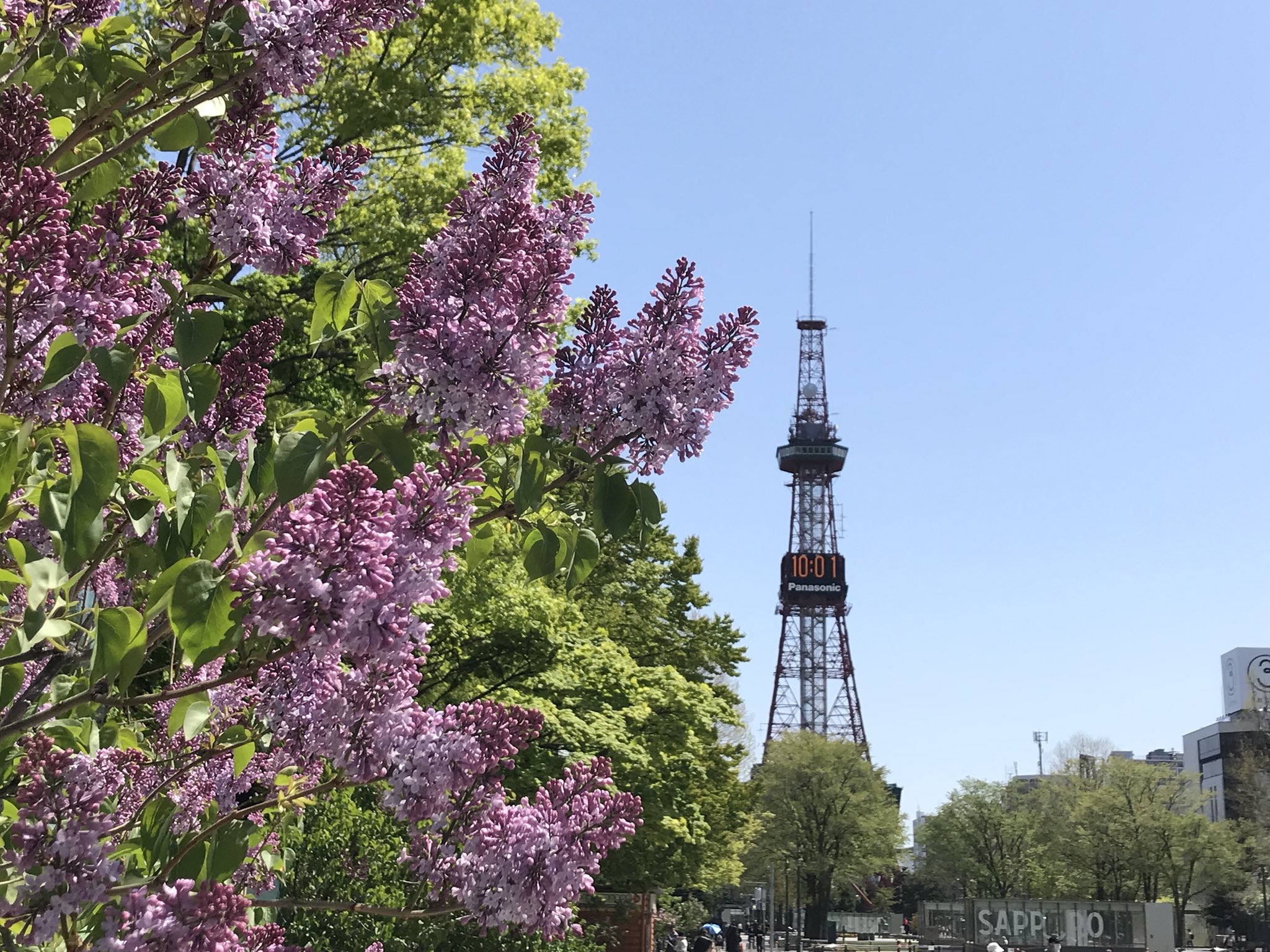北海道press サポカン 札朱の鈴木です ライラックまつりまであと2日の大通公園のライラックの開花状況は満開になりつつある ライラックとまだまだ咲いていないライラックが混在しています 札幌 サポカン 札幌旅行 札幌観光 さっぽろライラック