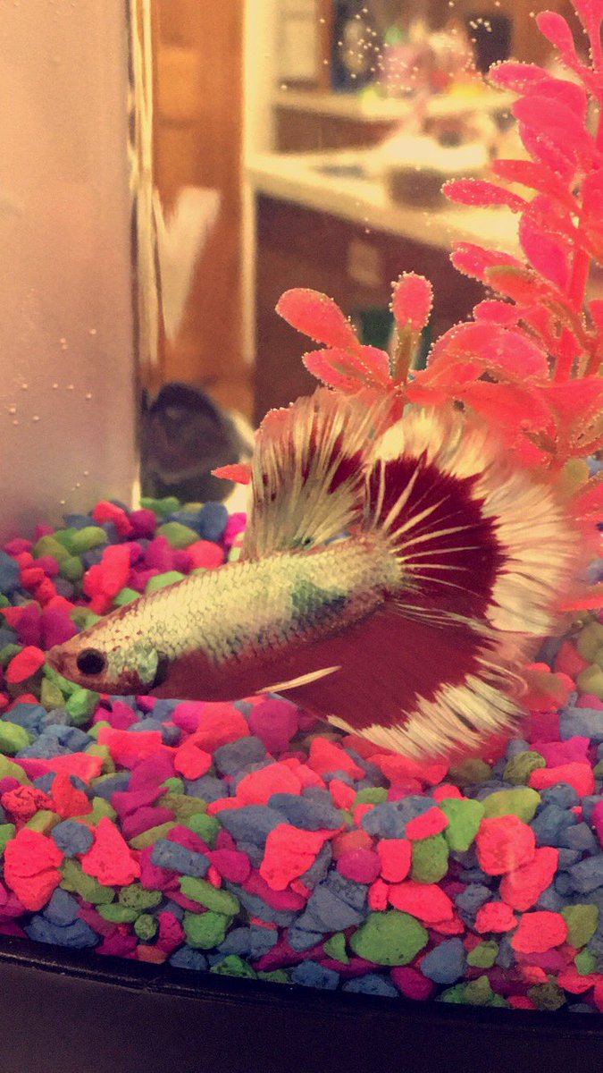 Congratulations to everyone adding new family members through marriage and children, but I got the only one I needed. (Thanks, Mom!)

Welcome home, Lunar!