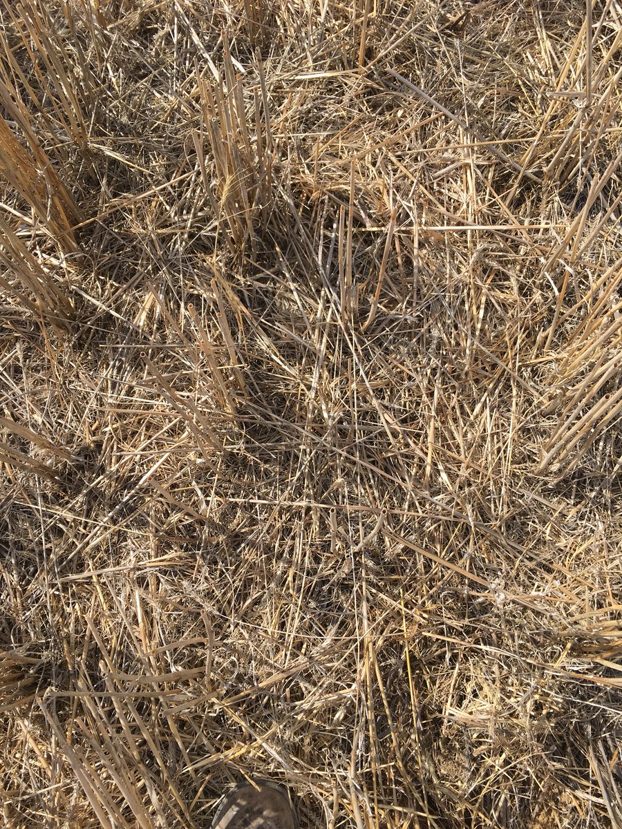 sam_venning's tweet photo. Difference between moisture with/without soil cover @SANoTill #stubbleretention #groundcover #crop19 ๐พโ๏ธ https://t.co/tH8uWm7wPV