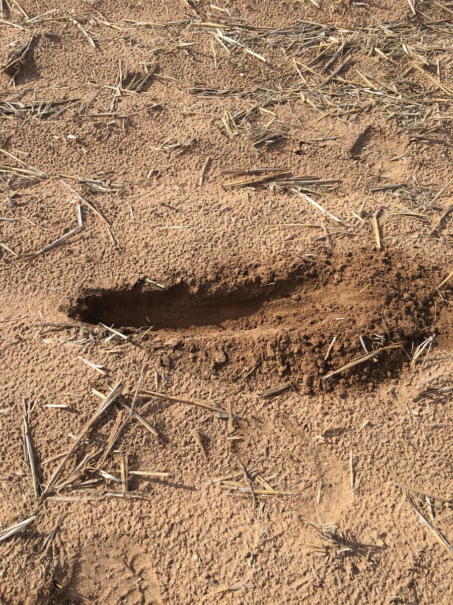sam_venning's tweet photo. Difference between moisture with/without soil cover @SANoTill #stubbleretention #groundcover #crop19 ๐พโ๏ธ https://t.co/tH8uWm7wPV