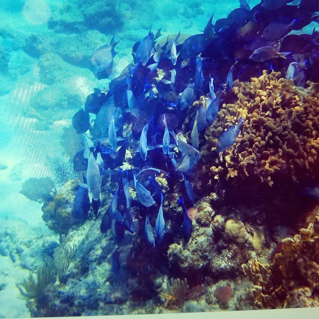 TheKellys9's tweet photo. Great @CarnivalCruise on Dream to #roatan. Fab snorkeling Beautiful Tabyana beach https://t.co/H2XJqyYVCP